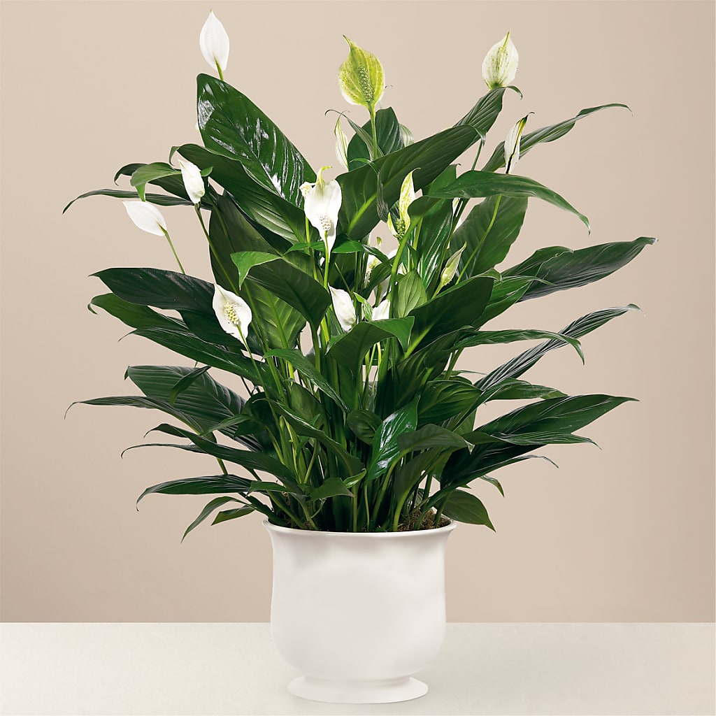 Comfort Planter – MARTHA'S FLOWER & GIFT SHOP, Bushnell FL