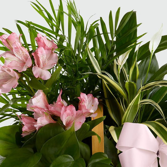 Living Spirit Dishgarden – MARTHA'S FLOWER & GIFT SHOP, Bushnell FL