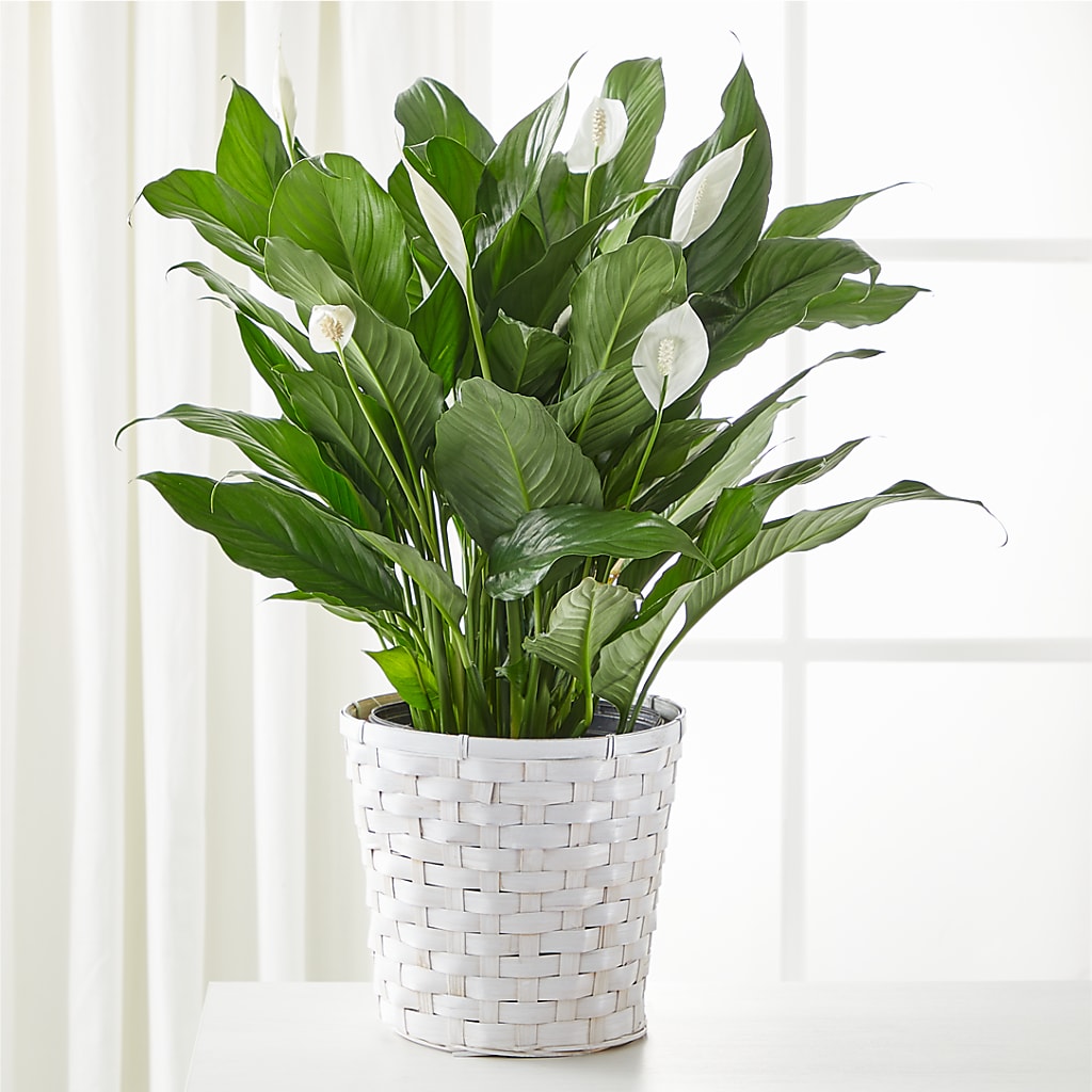 A New Leaf Peace Lily – MARTHA'S FLOWER & GIFT SHOP, Bushnell FL