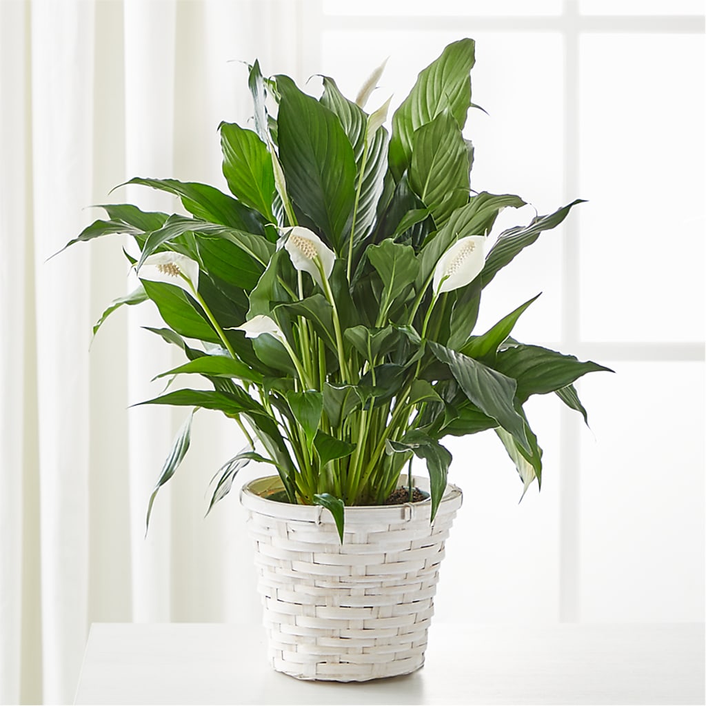 peace lily white stripe A New Leaf Peace Lily – white flower arrangement | Bushnell, FL