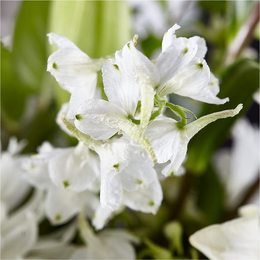 Classic Ivory – A Florist Original – MARTHA'S FLOWER & GIFT SHOP, Bushnell FL