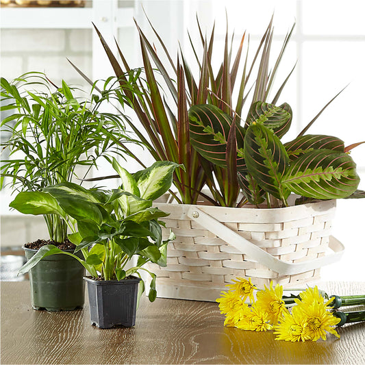 Florist Designed Blooming and Green Plants in a Basket – MARTHA'S FLOWER & GIFT SHOP, Bushnell FL
