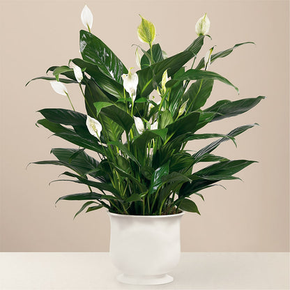 Comfort Planter – MARTHA'S FLOWER & GIFT SHOP, Bushnell FL