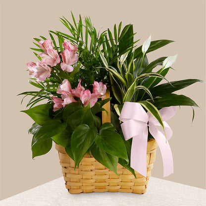 Living Spirit Dishgarden – MARTHA'S FLOWER & GIFT SHOP, Bushnell FL