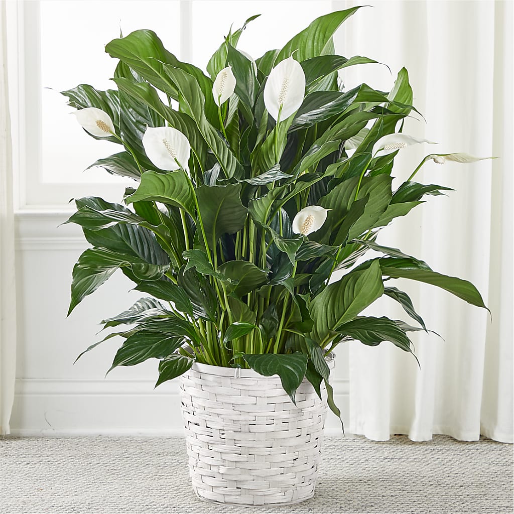 where to buy a peace lily A New Leaf Peace Lily