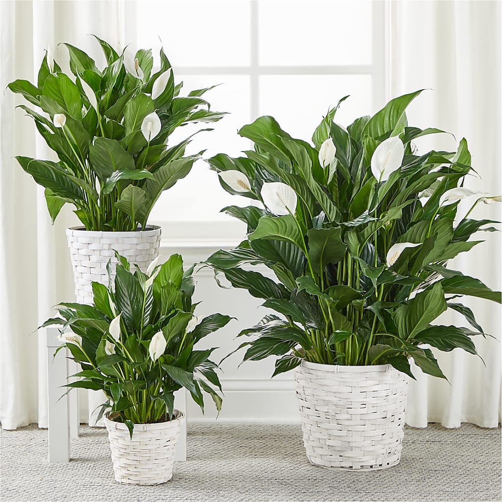 A New Leaf Peace Lily – MARTHA'S FLOWER & GIFT SHOP, Bushnell FL